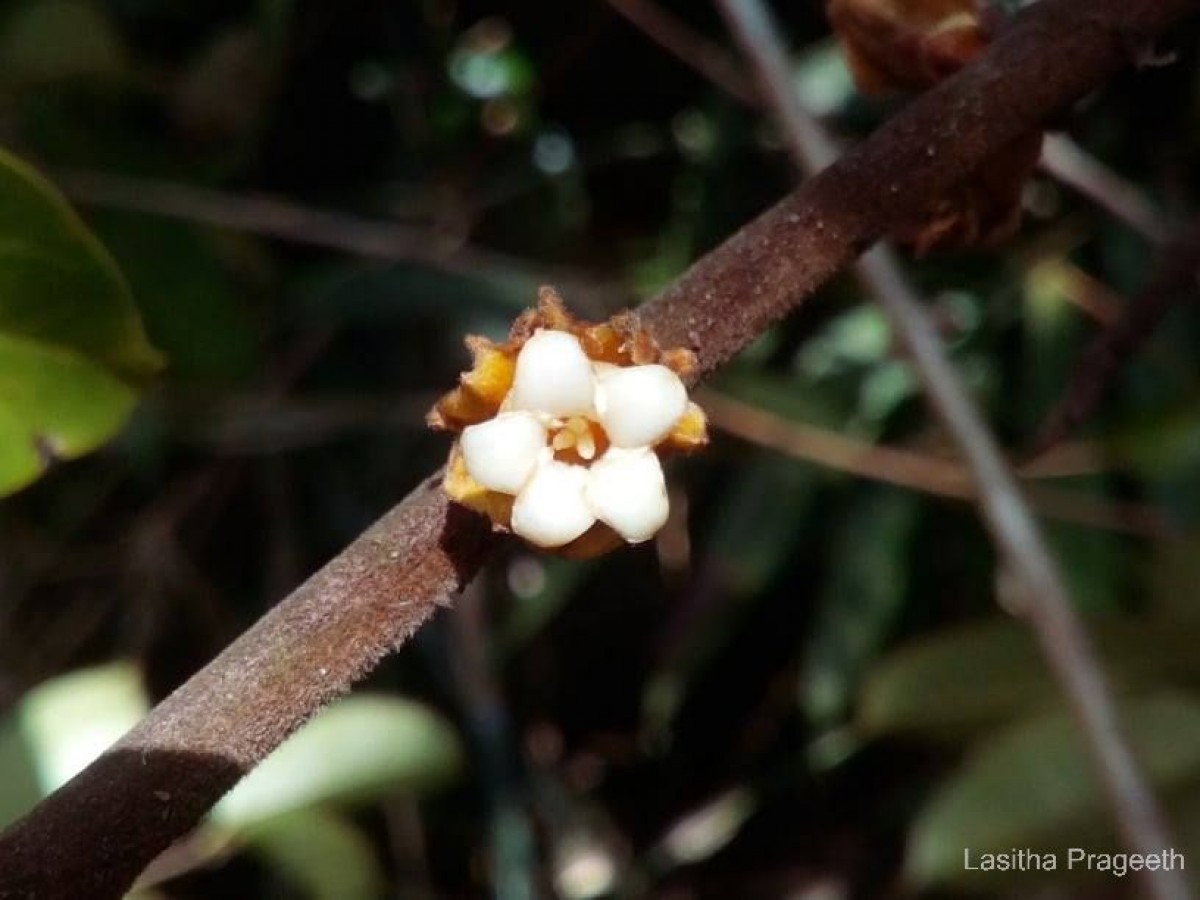 Diospyros hirsuta L.f.